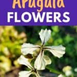 growing arugula flowers