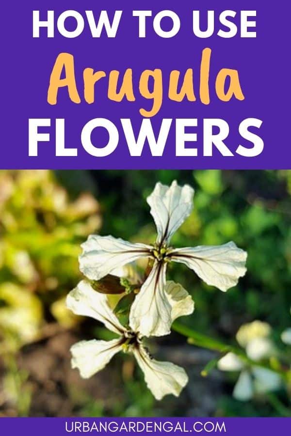arugula plants flowering