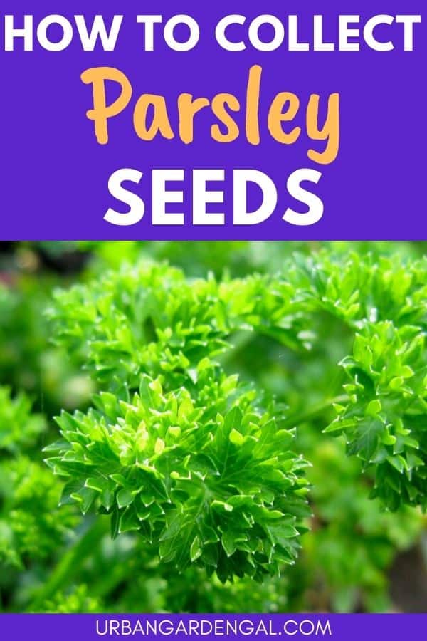 collecting parsley seeds