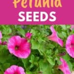 harvest petunia seeds