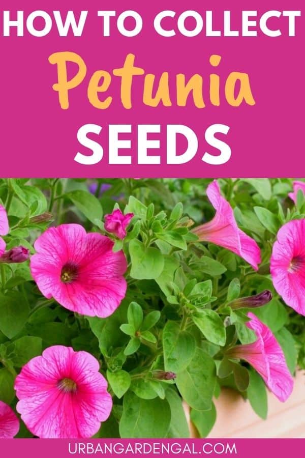 collecting petunia seeds