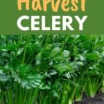 picking celery from the garden