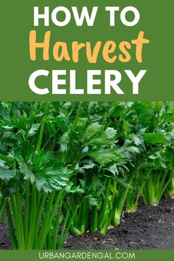 harvesting celery plants