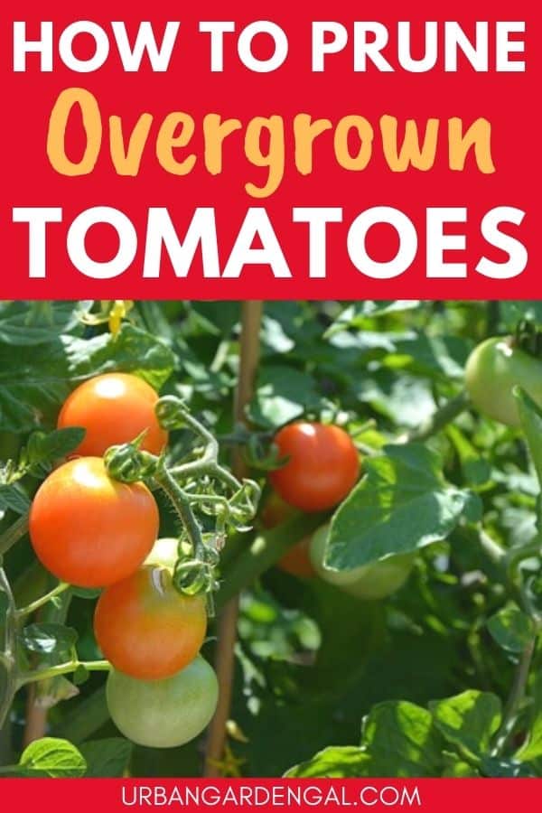 pruning overgrown tomatoes