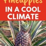 cool weather pineapples