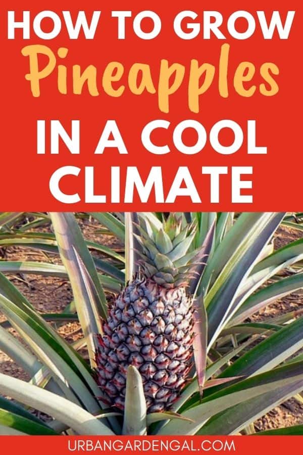 cool climate pineapples