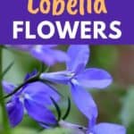 growing lobelia seeds