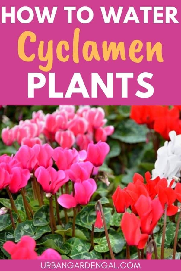 watering cyclamen plants