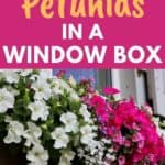 petunias in window planters