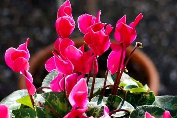 Read more about the article How to Water Cyclamen Plants