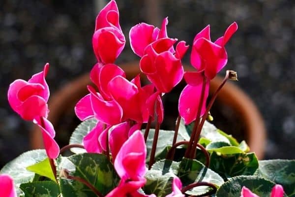 cyclamen plant