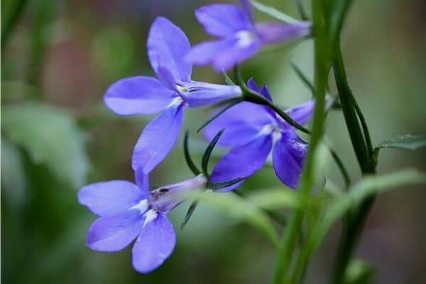 growing lobelia flowers