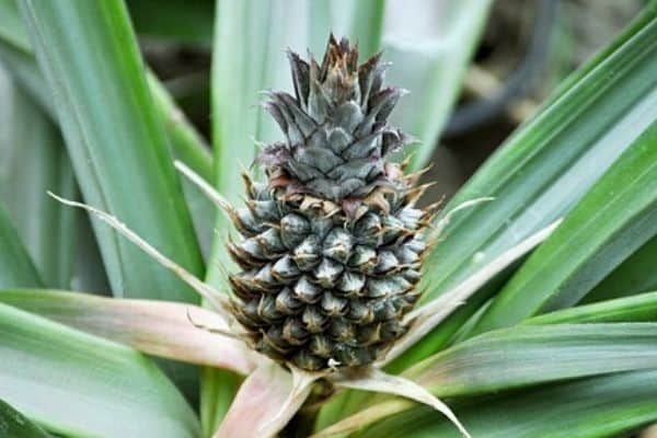 growing pineapple in a container