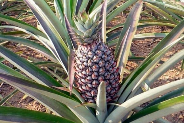 growing pineapple in cool climate