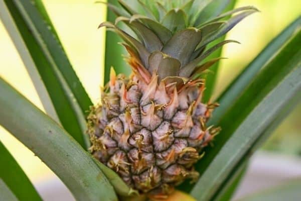 growing pineapple indoors