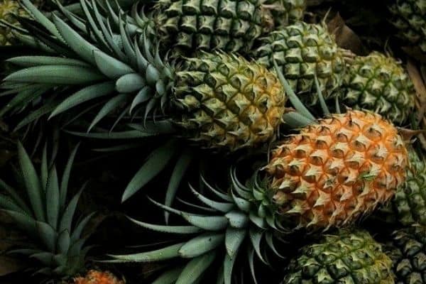 growing pineapples