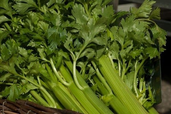 harvesting celery