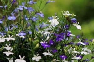 Read more about the article How to Collect and Plant Lobelia Seeds