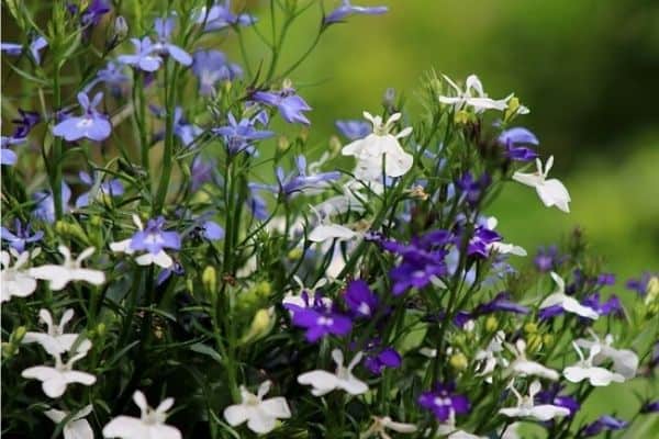 lobelia flowers