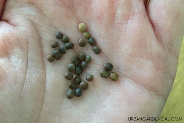 collecting lobelia seeds