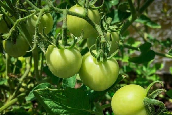 pruning tomato plants