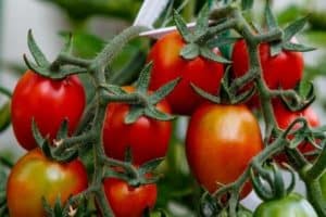 Read more about the article How to Prune Overgrown Tomato Plants