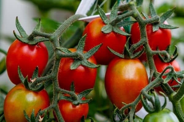 overgrown tomatoes