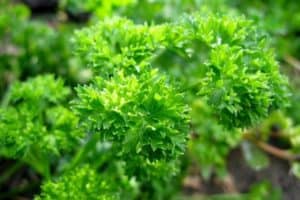 Read more about the article How to Collect Parsley Seeds