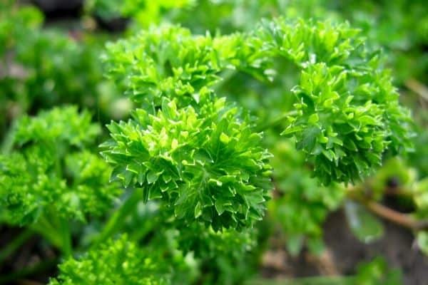 parsley plant