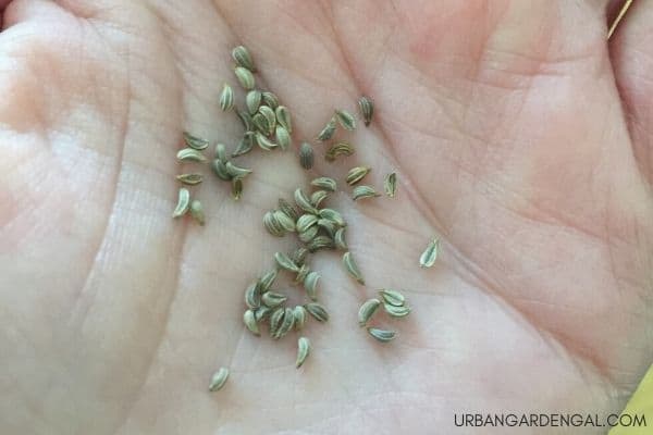 parsley seeds