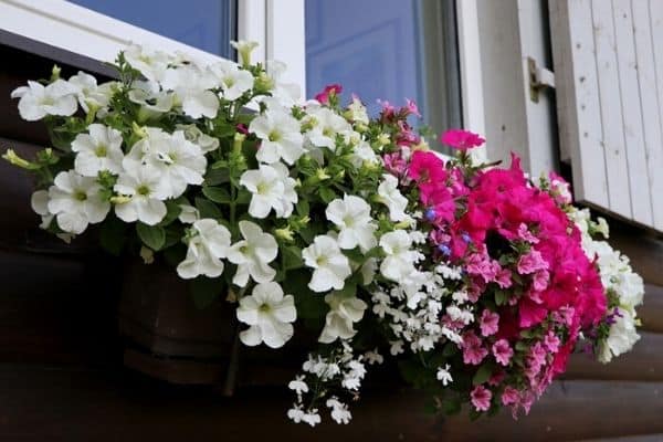 window box petunia flowers