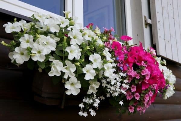 Image of Petunias in a window box