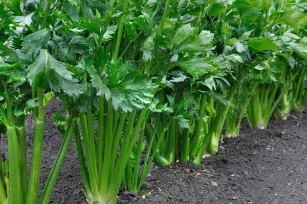 picking celery