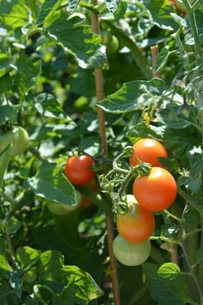 staking tomato plant