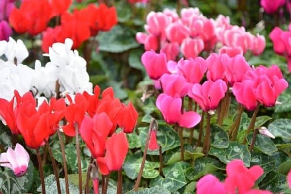 watering cyclamen plants