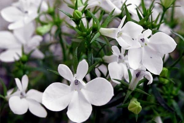 white lobelia flowers