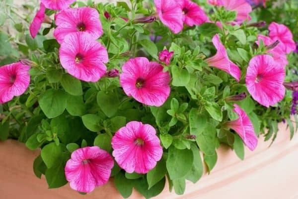 petunias in a window box