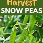 snow pea harvest