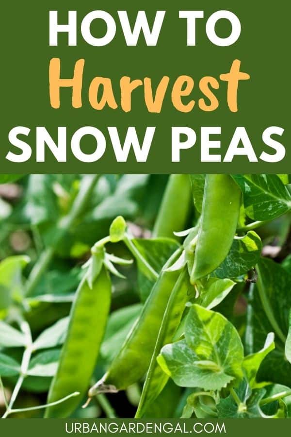 harvesting snow pea pods