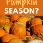 pumpkin harvest season