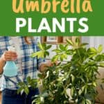 umbrella plant watering