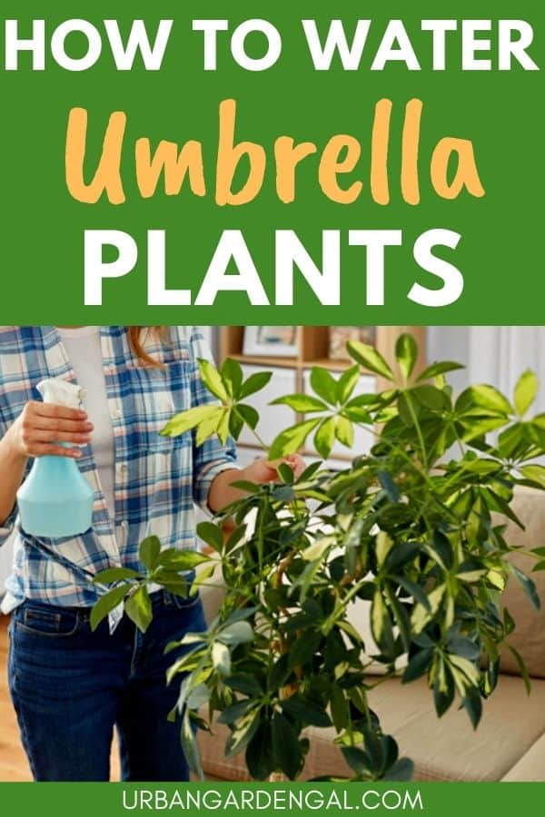 watering umbrella plants