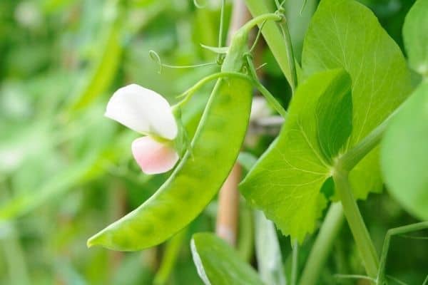 Read more about the article How to Harvest Snow Peas