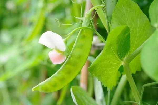 picking snow peas