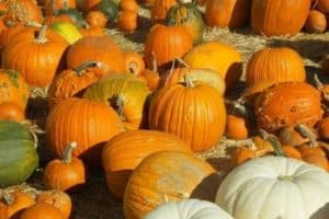 Read more about the article When is Pumpkin Season?