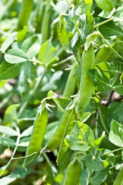 harvesting snow peas