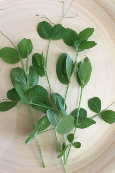 snow pea sprouts