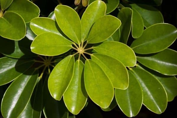 umbrella plant