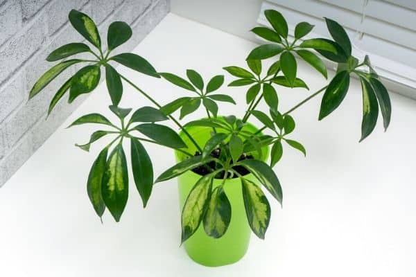 watering schefflera plant