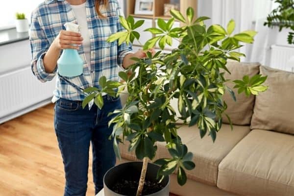 watering an umbrella plant